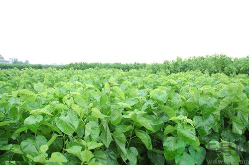 桑葚的葉子怎么吃?吃桑葉有什么功效 桑葚的葉子怎么吃?吃桑葉有什么功效