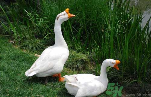 鵝蛋有什么功效？鵝蛋的功效是什么？