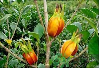 喝梔子花茶有什么好處?梔子花茶的功效與作用 喝梔子花茶有什么好處?梔子花茶的功效與作用