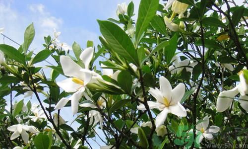 1462958650735118.jpg 20150604085601_6725.jpg