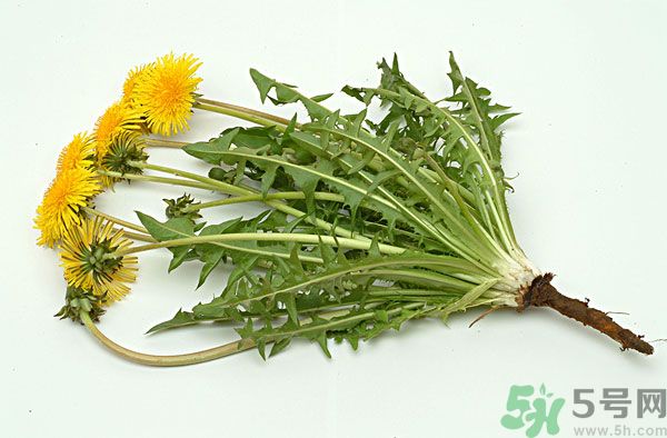 蒲公英泡水喝有副作用嗎？蒲公英泡水喝要注意什么？