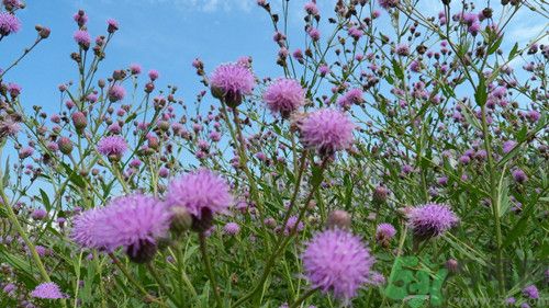 刺兒菜是什么?刺兒菜孕婦可以吃嗎 刺兒菜是什么?刺兒菜孕婦可以吃嗎