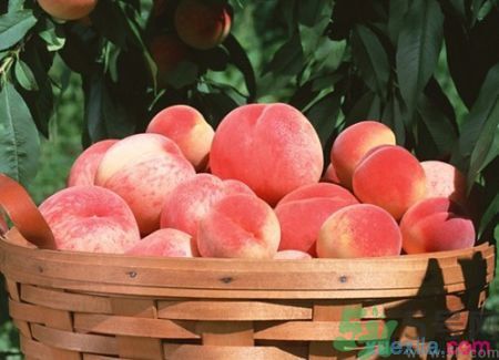 吃桃子臉上癢是怎么回事？吃桃子臉上癢怎么辦？