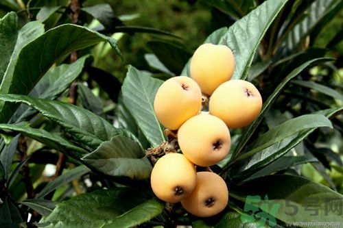 枇杷和什么不能一起吃?枇杷和什么相克 枇杷和什么不能一起吃?枇杷和什么相克