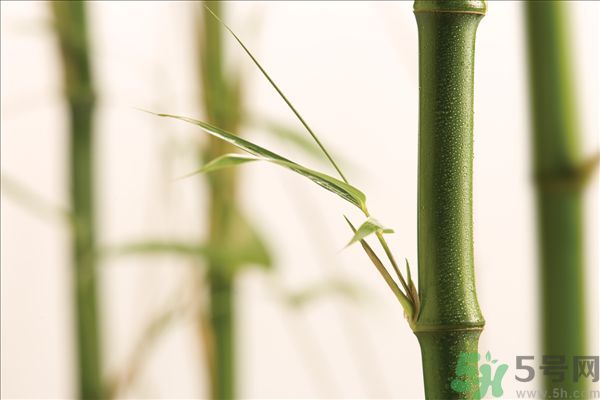 減肥能吃竹筍嗎？吃竹筍會胖嗎？