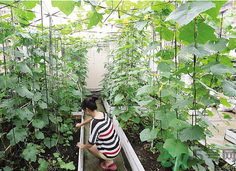 女子打造城市菜園 陽臺可以種什么蔬菜？