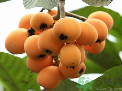 孕婦吃枇杷上火嗎?孕婦吃枇杷好不好 孕婦吃枇杷上火嗎?孕婦吃枇杷好不好