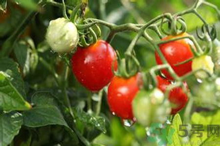 怎么挑選西紅柿？怎么挑選番茄？