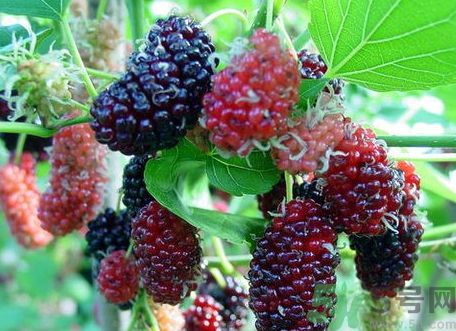 桑葚可以和海鮮一起吃嗎?桑葚能和海鮮同吃嗎? 桑葚可以和海鮮一起吃嗎?桑葚能和海鮮同吃嗎?