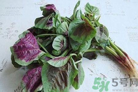 漢菜是熱性還是涼性？漢菜是涼性的嗎？