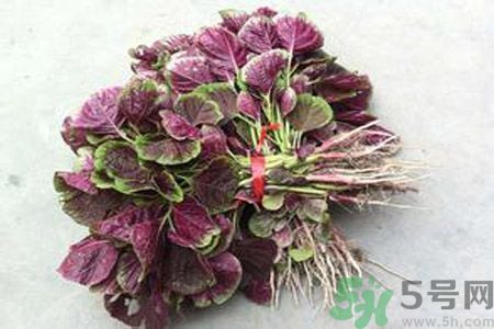 莧菜汁可以放多久？莧菜汁放多久會(huì)壞？