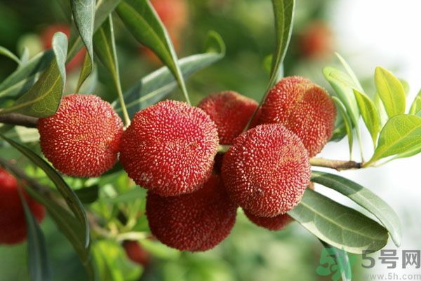 楊梅可以和牛奶一起吃嗎？牛奶能和楊梅一起吃嗎？