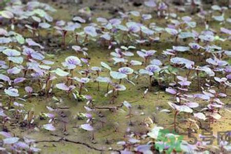 紅莧菜和青莧菜哪個(gè)好？紅莧菜和青莧菜哪個(gè)好吃？