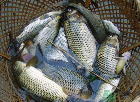 魚能和萵苣一起煮嗎？魚可以和萵苣一起吃嗎？