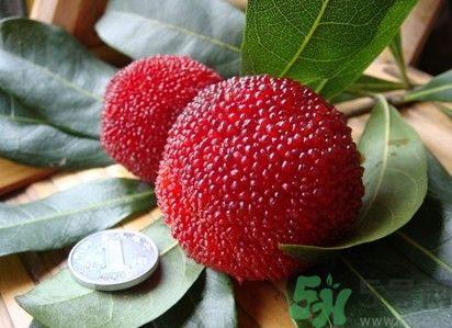 楊梅紅色好還是黑色好？楊梅顏色越深越好嗎？