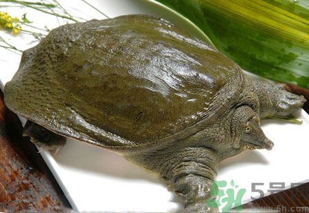 莧菜和甲魚一起吃會中毒嗎？吃了莧菜了甲魚怎么辦？