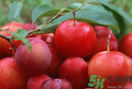 李子皮為什么酸？李子皮能吃嗎？