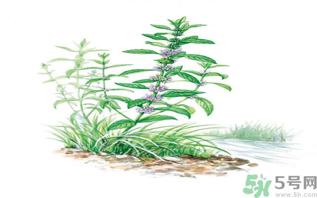 夏天吃薄荷可以解暑嗎？夏天怎么吃薄荷可以解暑？