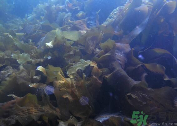 海帶發(fā)黃能吃嗎？海帶發(fā)黃還可以吃嗎？