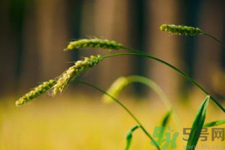 小滿喝什么茶？小滿喝什么茶好？