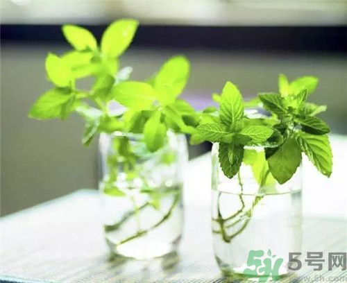 薄荷為什么叫貓薄荷？薄荷和貓薄荷是一種