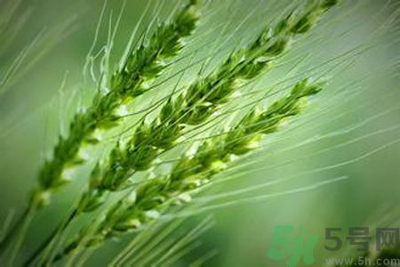 小滿養(yǎng)生要注意什么？小滿養(yǎng)生注意事項