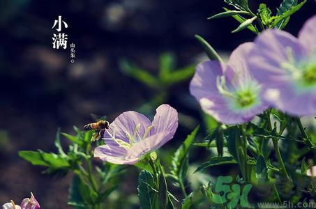 小滿為什么要吃苦？適合小滿吃的苦菜