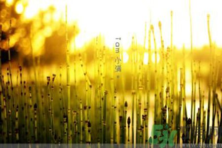 為什么小滿濕氣重？小滿怎么除濕氣？