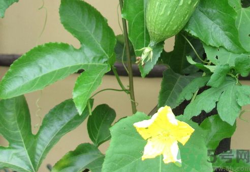 絲瓜要煮多久才熟?絲瓜要煮多長時間?