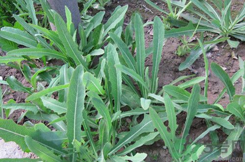 苦菜是熱性還是涼性？苦菜是涼性的嗎？