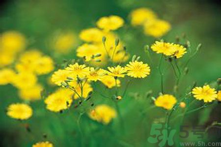 苦菜是酸性還是堿性？苦菜是堿性的嗎？