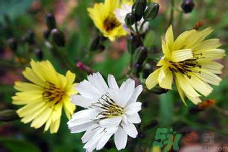 苦菜是不是發(fā)物？苦菜是發(fā)物嗎？