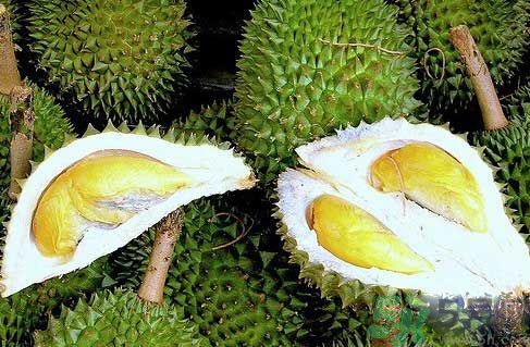 榴蓮裂開好還是不裂好?榴蓮裂開的好嗎? 榴蓮裂開好還是不裂好?榴蓮裂開的好嗎?