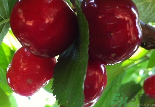 櫻桃可以和桑葚一起吃嗎?櫻桃能和桑葚同吃嗎? 櫻桃可以和桑葚一起吃嗎?櫻桃能和桑葚同吃嗎?