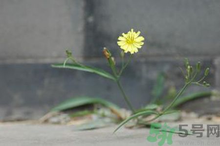 苦菜可以補血嗎？苦菜補血效果怎么樣？