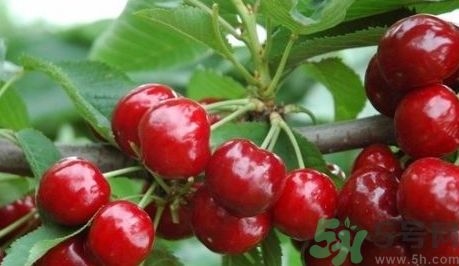 櫻桃可以和草莓一起吃嗎?櫻桃能和草莓同吃嗎? 櫻桃可以和草莓一起吃嗎?櫻桃能和草莓同吃嗎?