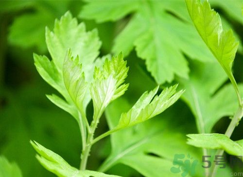 艾葉和艾草是一回事嗎?艾葉和艾草有什么區(qū)別 艾葉和艾草是一回事嗎?艾葉和艾草有什么區(qū)別