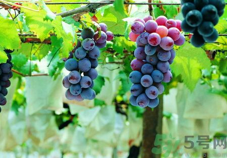 葡萄可以和草莓一起吃嗎?葡萄能和草莓同吃嗎? 葡萄可以和草莓一起吃嗎?葡萄能和草莓同吃嗎?