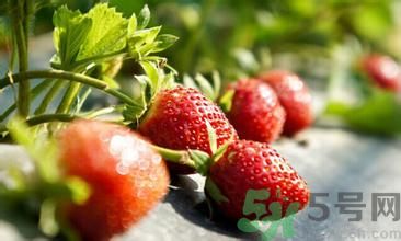 葡萄可以和草莓一起吃嗎?葡萄能和草莓同吃嗎? 葡萄可以和草莓一起吃嗎?葡萄能和草莓同吃嗎?