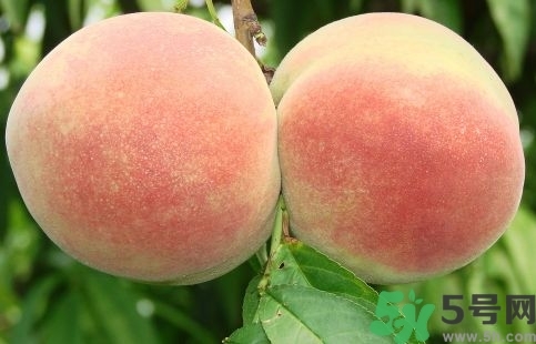 葡萄可以和桃子一起吃嗎?葡萄能和桃子同吃嗎? 葡萄可以和桃子一起吃嗎?葡萄能和桃子同吃嗎?