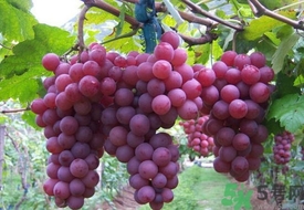 葡萄可以和西瓜一起吃嗎?葡萄能和西瓜同吃嗎? 葡萄可以和西瓜一起吃嗎?葡萄能和西瓜同吃嗎?