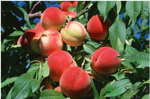 李子和桃子能一起吃嗎?李子和桃子一起吃了會(huì)怎么樣 李子和桃子能一起吃嗎?李子和桃子一起吃了會(huì)怎么樣