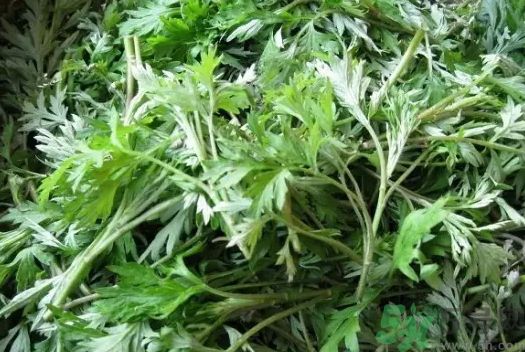 艾葉是不是越陳越好?艾葉是越陳越好嗎? 艾葉是不是越陳越好?艾葉是越陳越好嗎?