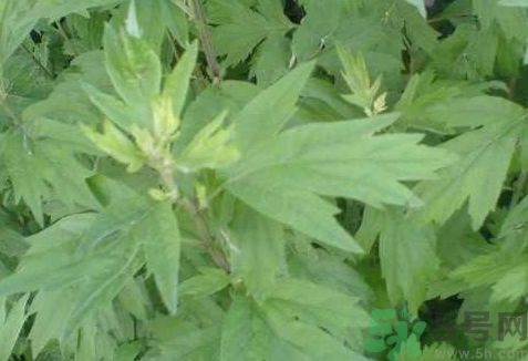 艾葉是不是越陳越好?艾葉是越陳越好嗎? 艾葉是不是越陳越好?艾葉是越陳越好嗎?