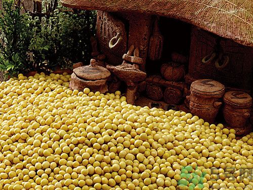 黃豆是發(fā)物嗎?黃豆是堿性還是酸性 黃豆是發(fā)物嗎?黃豆是堿性還是酸性