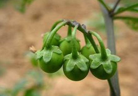 龍葵草有什么作用?龍葵草的功效與作用 龍葵草有什么作用?龍葵草的功效與作用