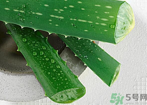 蘆薈是發(fā)物嗎？蘆薈是不是發(fā)物？