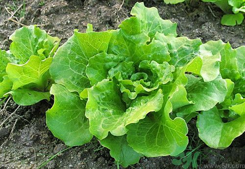 孕婦可以吃生菜嗎?孕婦吃生菜對(duì)胎兒好嗎 孕婦可以吃生菜嗎?孕婦吃生菜對(duì)胎兒好嗎