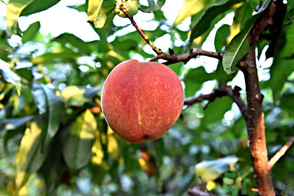 吃了李子能吃桃子嗎？桃子和李子同食好嗎？