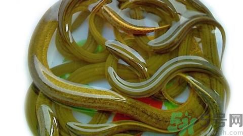 孕婦可以吃黃鱔嗎?孕婦吃黃山對胎兒好嗎 孕婦可以吃黃鱔嗎?孕婦吃黃山對胎兒好嗎